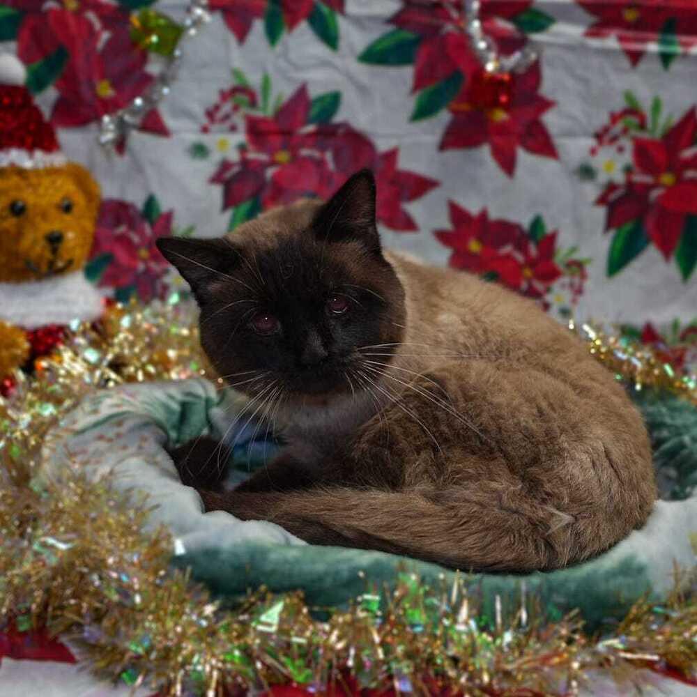 Sebastion thumbnail 4