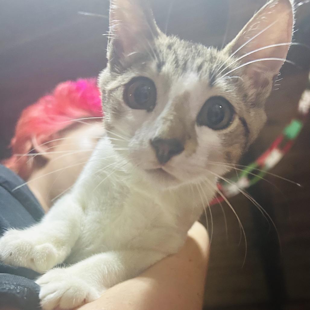 Enlarge LongMow, a Adoptable Domestic Short Hair in Pahoa, HI image 2/6