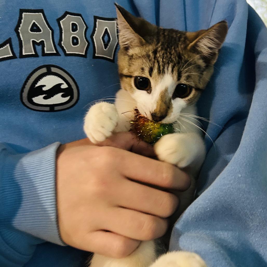 Enlarge LongMow, a Adoptable Domestic Short Hair in Pahoa, HI image 3/6