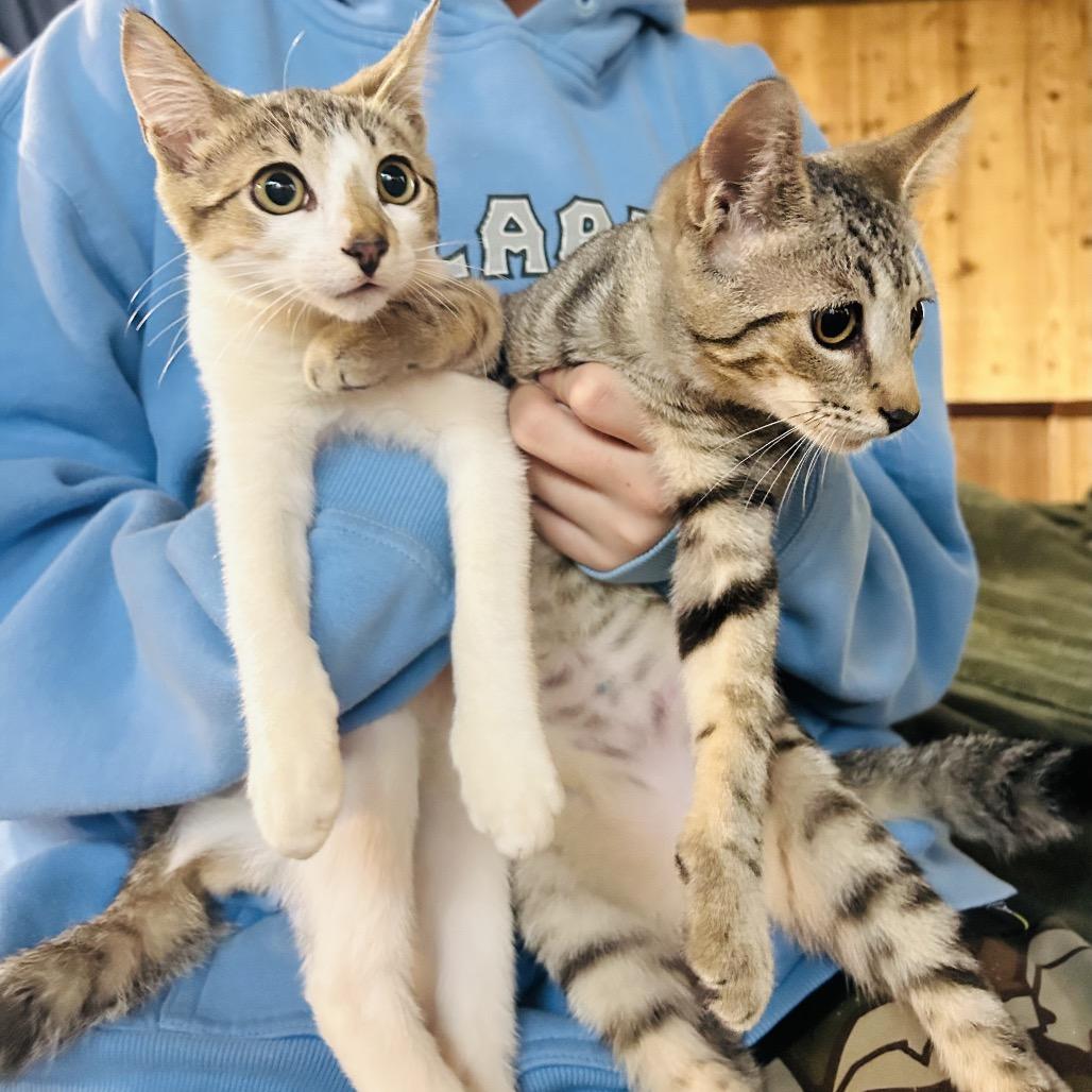 Enlarge LongMow, a Adoptable Domestic Short Hair in Pahoa, HI image 5/6