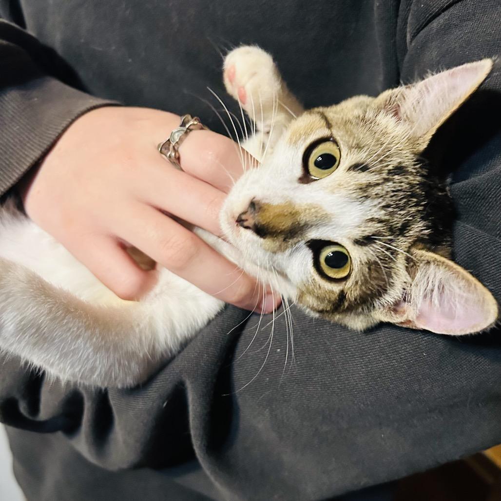 Enlarge LongMow, a Adoptable Domestic Short Hair in Pahoa, HI image 6/6