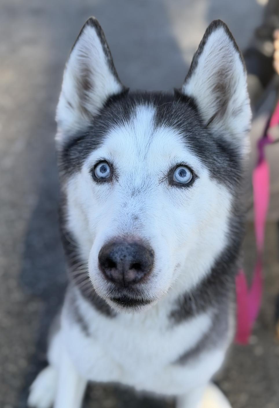 Poe, ADOPTABLE, Senior Male Husky & Siberian Husky.