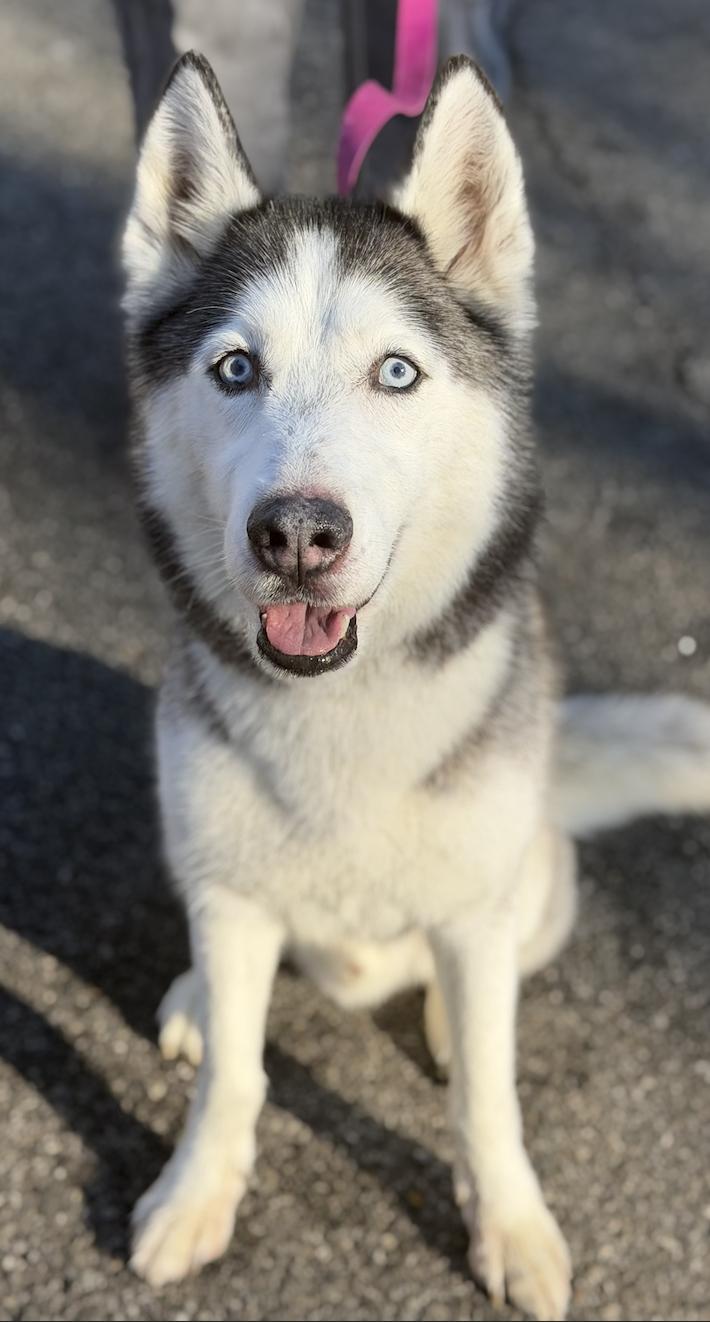 Poe, a ADOPTABLE mixed breed in Mahwah, NJ image 3/3