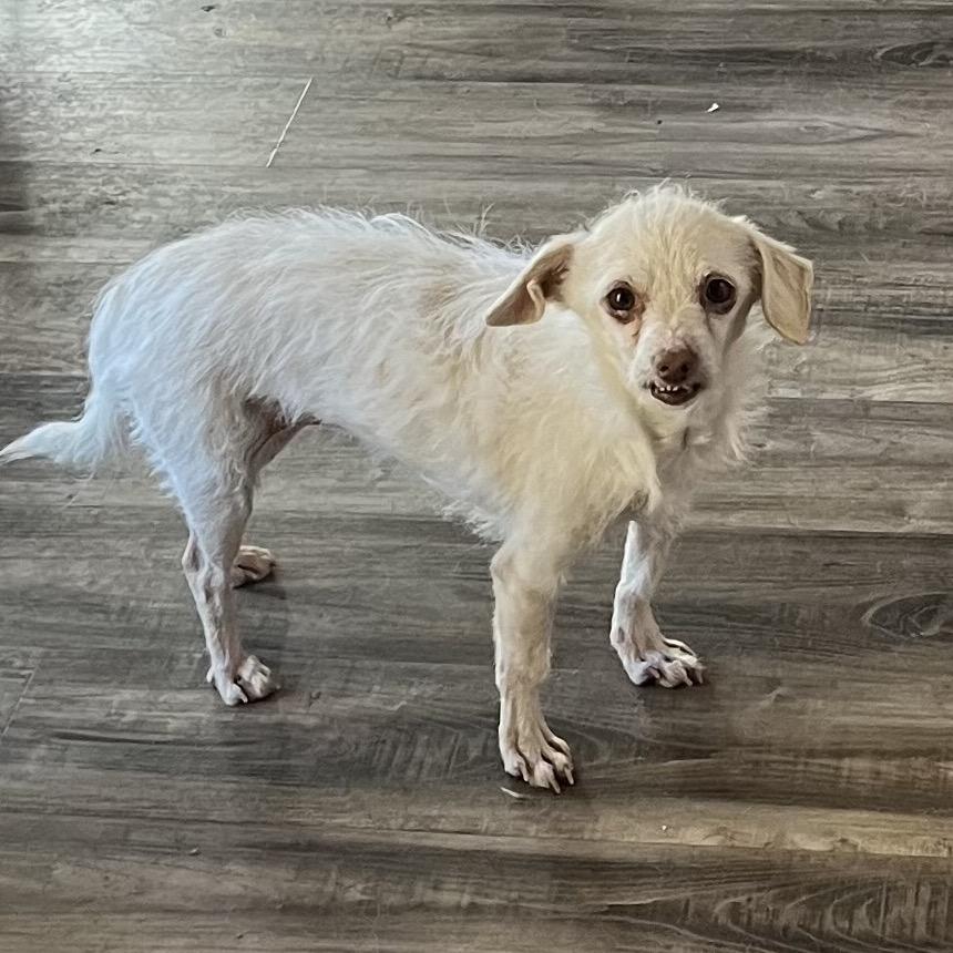 Enlarge Sweettart, a Adoptable mixed breed in Las Vegas, NV image 1/1