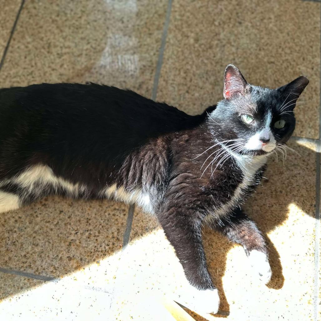 Oreo, a Adoptable Domestic Short Hair in Plainfield, IL image 1/6