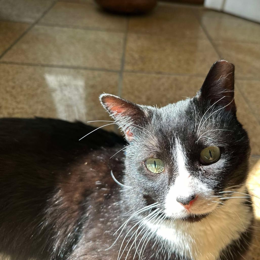 Oreo, a Adoptable Domestic Short Hair in Plainfield, IL image 2/6