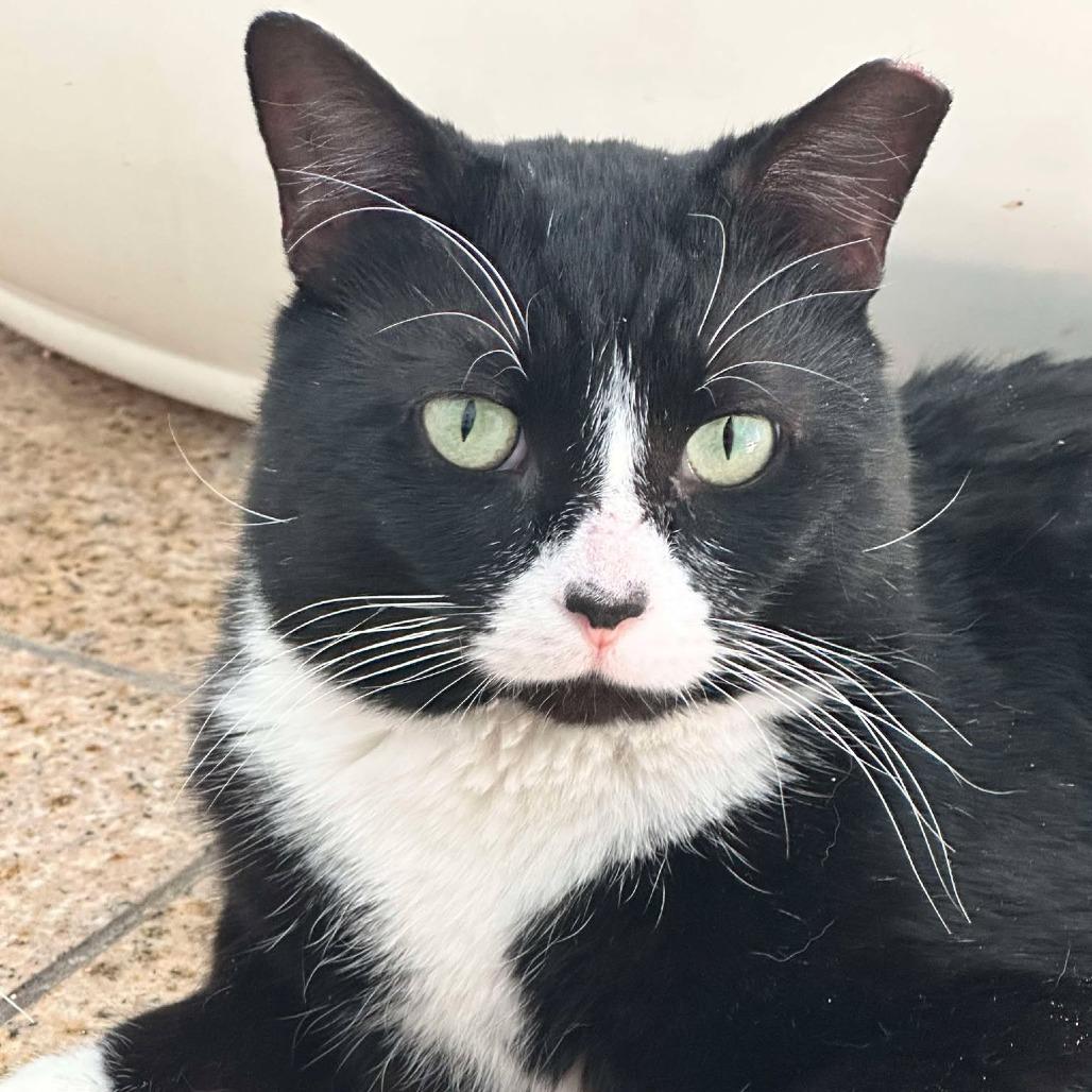 Oreo, a Adoptable Domestic Short Hair in Plainfield, IL image 3/6