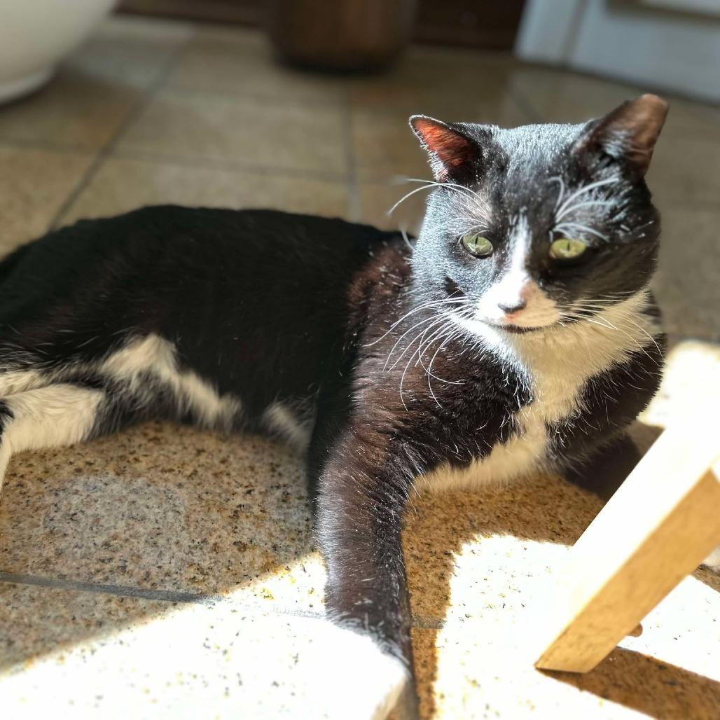 Oreo, a Adoptable Domestic Short Hair in Plainfield, IL image 4/6