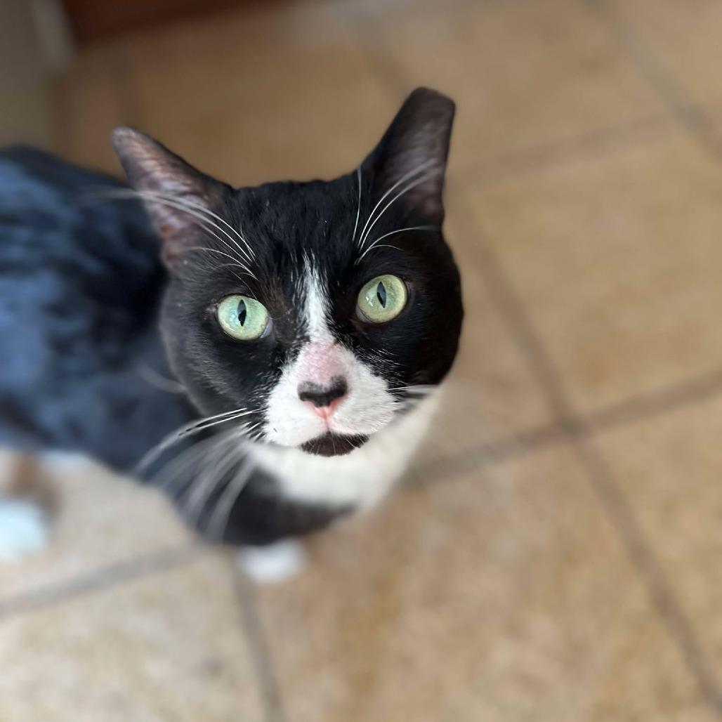 Oreo, a Adoptable Domestic Short Hair in Plainfield, IL image 5/6