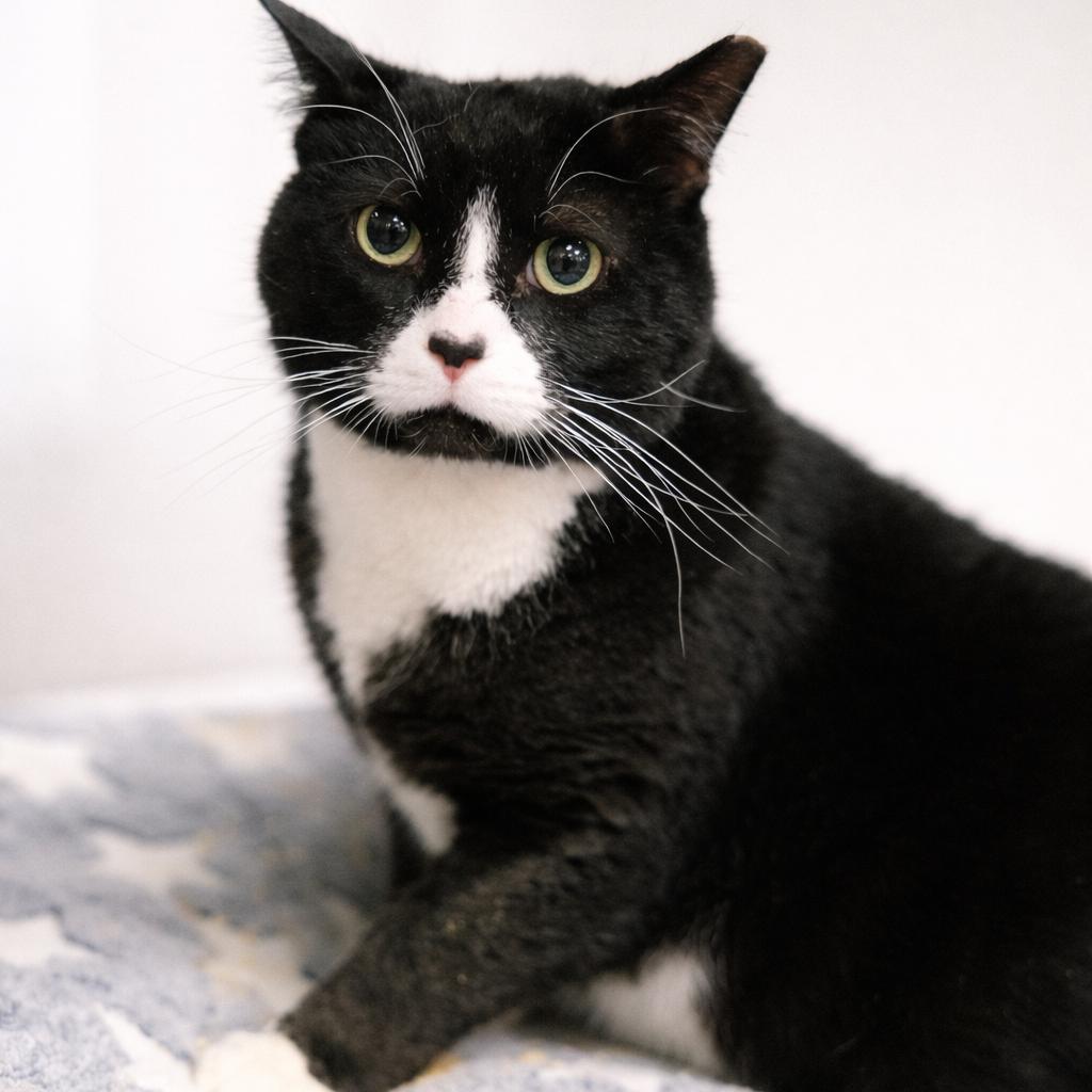 Enlarge Oreo, a Adoptable Domestic Short Hair in Plainfield, IL image 6/6