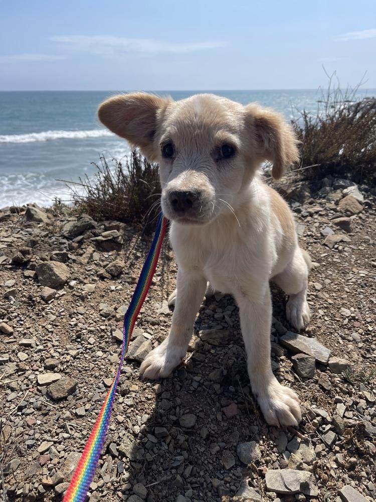 Belle Starr, Adopted, Puppy Female Retriever.