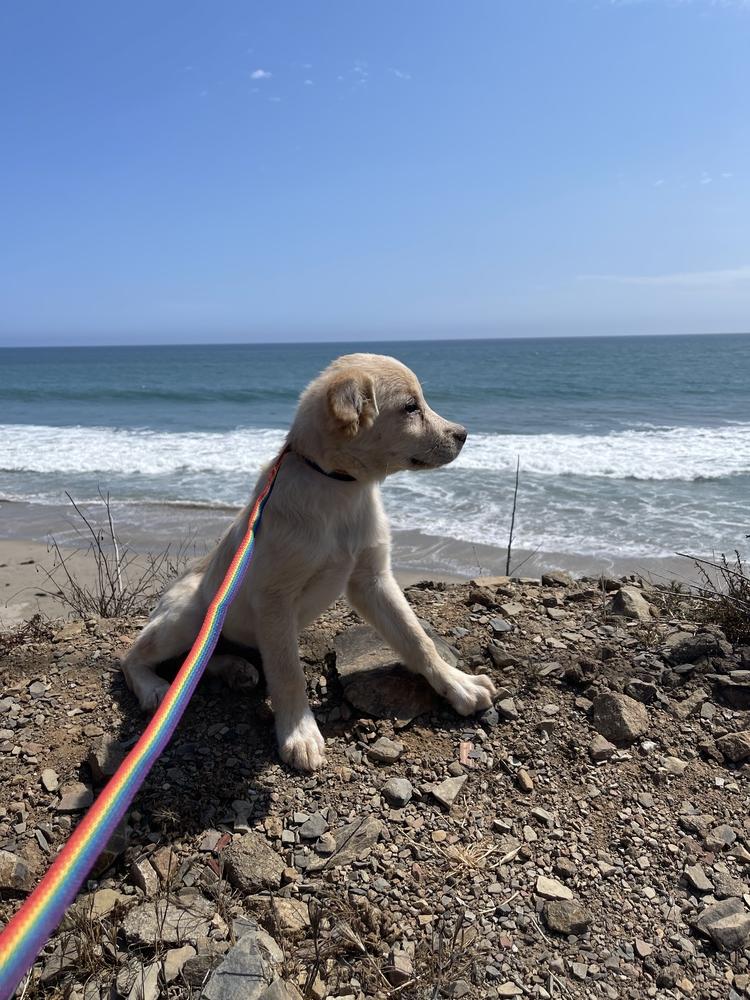 Enlarge Belle Starr, a Adopted mixed breed in Van Nuys, CA image 2/4