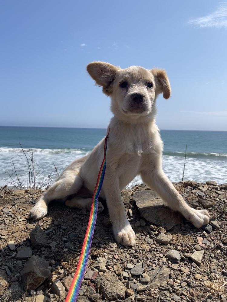 Enlarge Belle Starr, a Adopted mixed breed in Van Nuys, CA image 3/4
