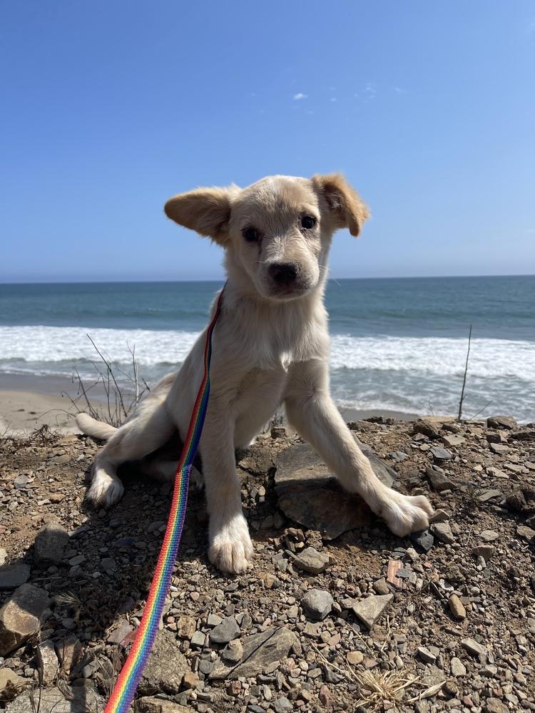 Enlarge Belle Starr, a Adopted mixed breed in Van Nuys, CA image 4/4