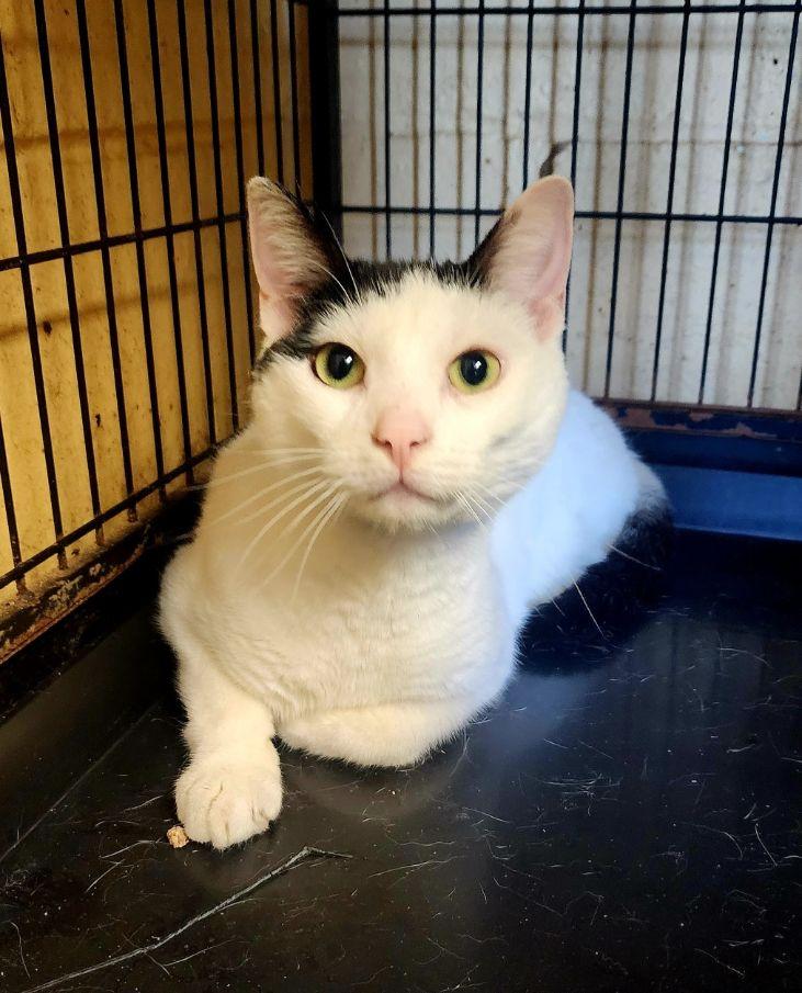 Panda, ADOPTABLE, Young Female Domestic Short Hair.