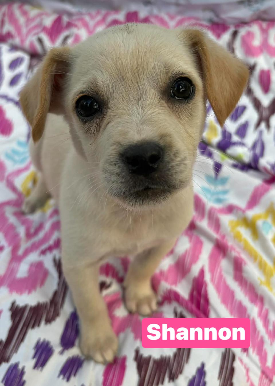 Shannon, ADOPTABLE, Puppy Female Golden Retriever.