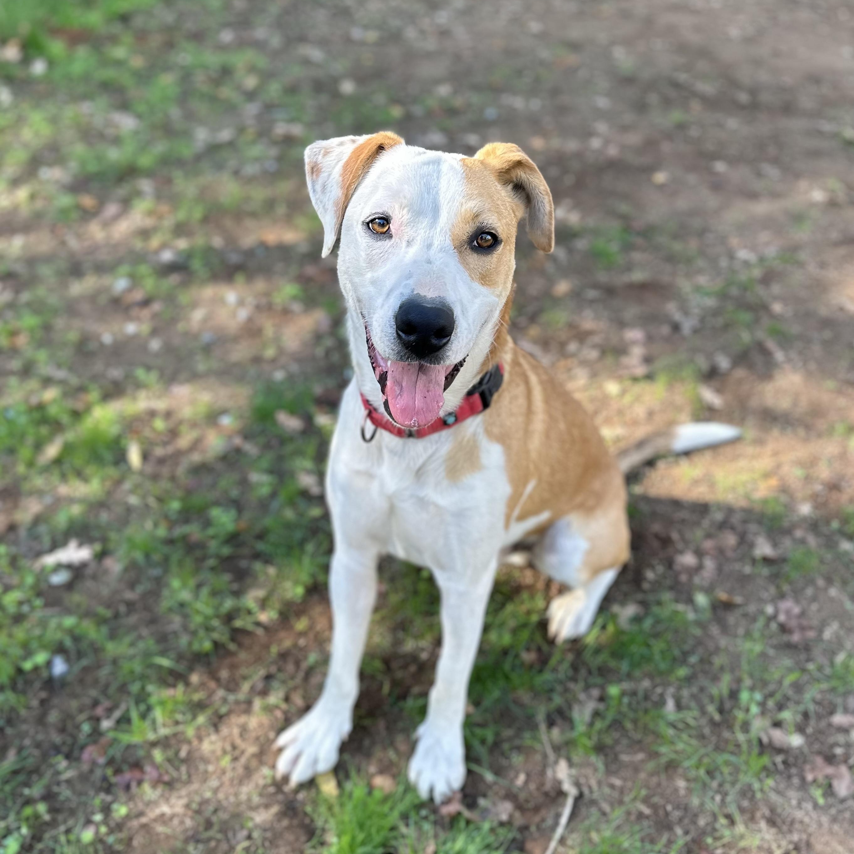 Bentley 0224 — thumbnail 6