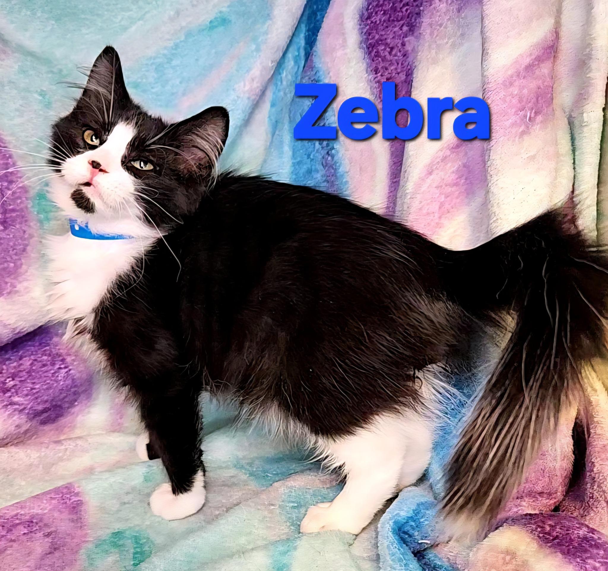 Zebra