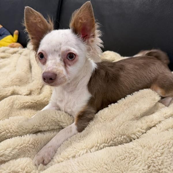TOBY, Adoptable, Young Male Chihuahua.