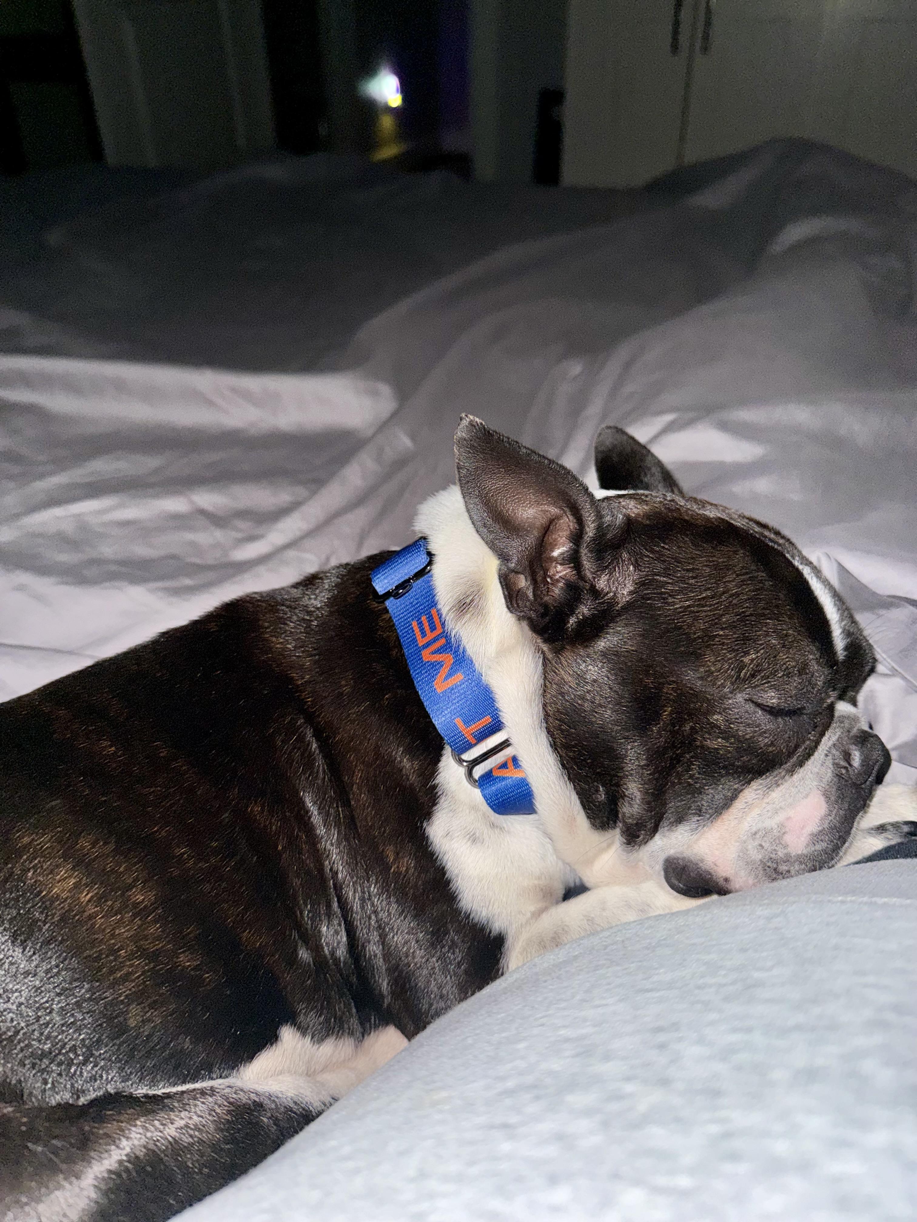 Magnum, Adoptable, Adult Male Boston Terrier.