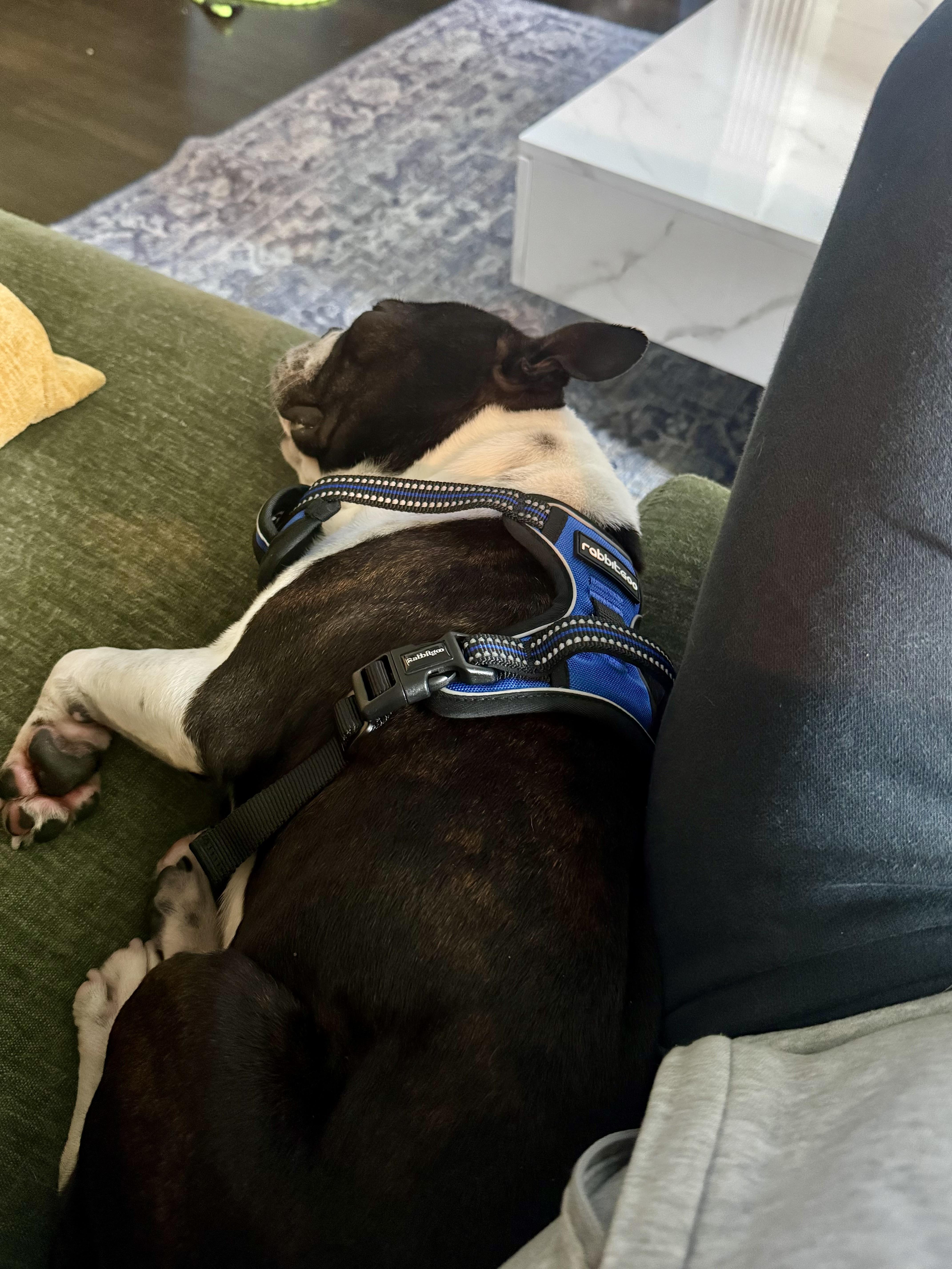 Enlarge Magnum, a Adoptable Boston Terrier in Van Vleck, TX image 2/6