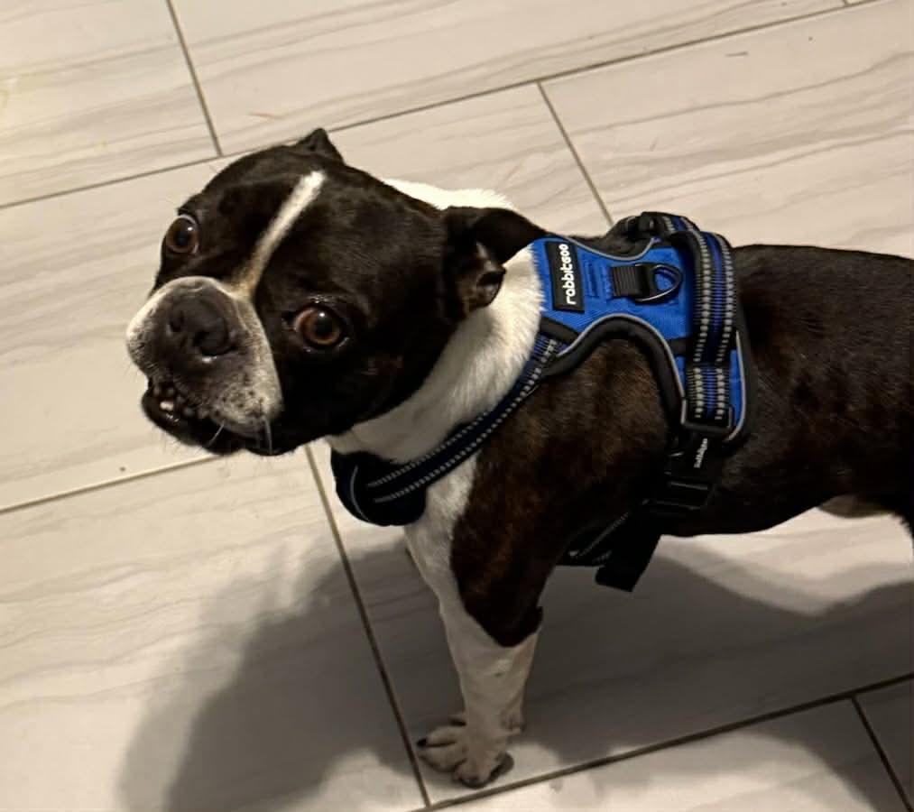Enlarge Magnum, a Adoptable Boston Terrier in Van Vleck, TX image 3/6