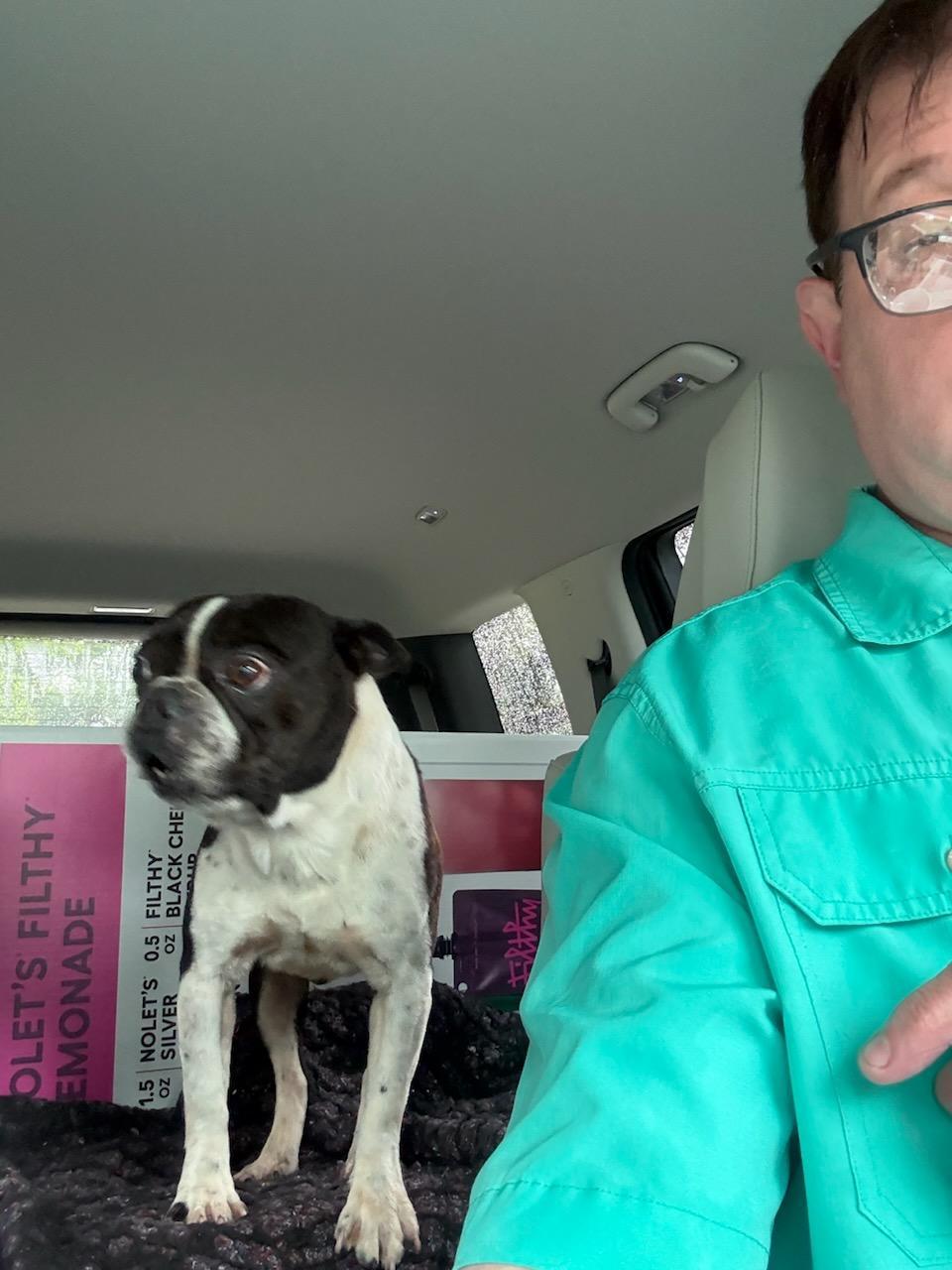 Enlarge Magnum, a Adoptable Boston Terrier in Van Vleck, TX image 4/6