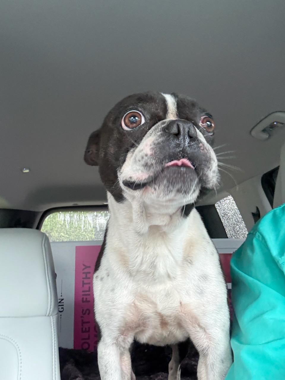 Enlarge Magnum, a Adoptable Boston Terrier in Van Vleck, TX image 5/6