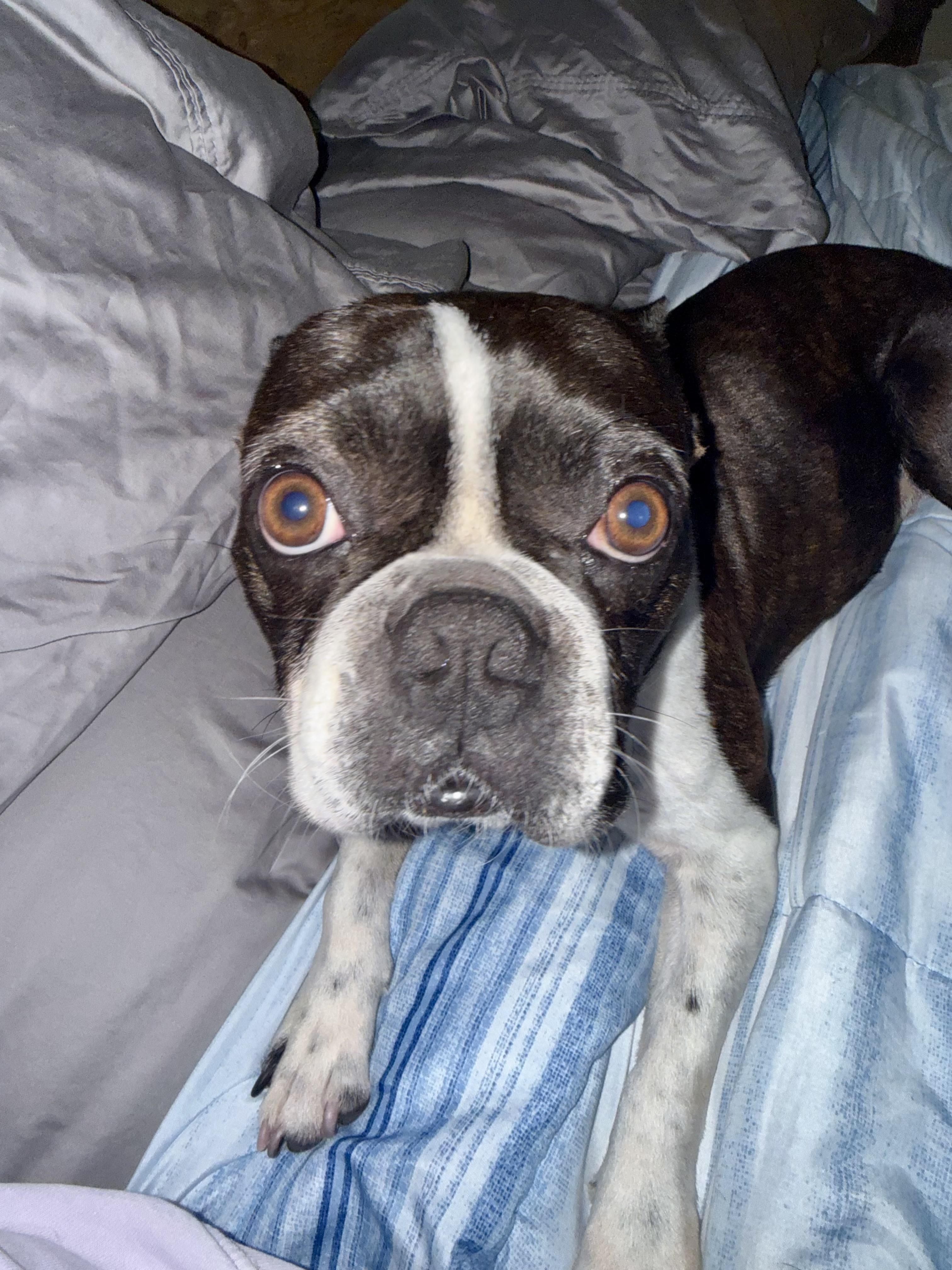 Enlarge Magnum, a Adoptable Boston Terrier in Van Vleck, TX image 6/6