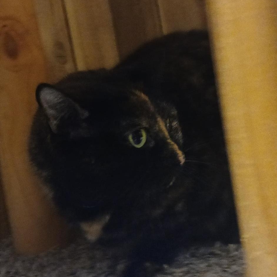 Willow, ADOPTABLE, Adult Female Domestic Short Hair.