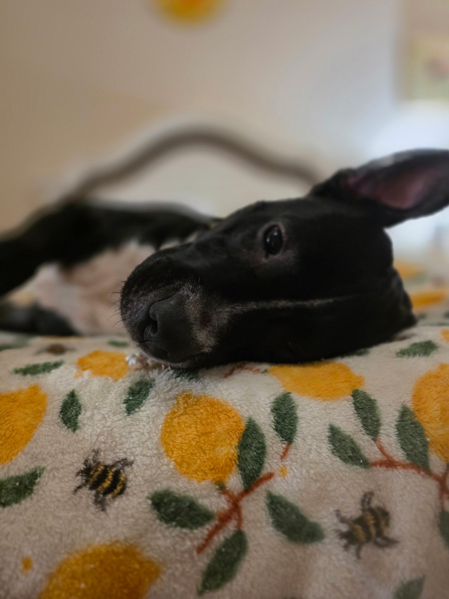Enlarge DUCHESS, a ADOPTABLE mixed breed in Ft. Meyers, FL image 5/6