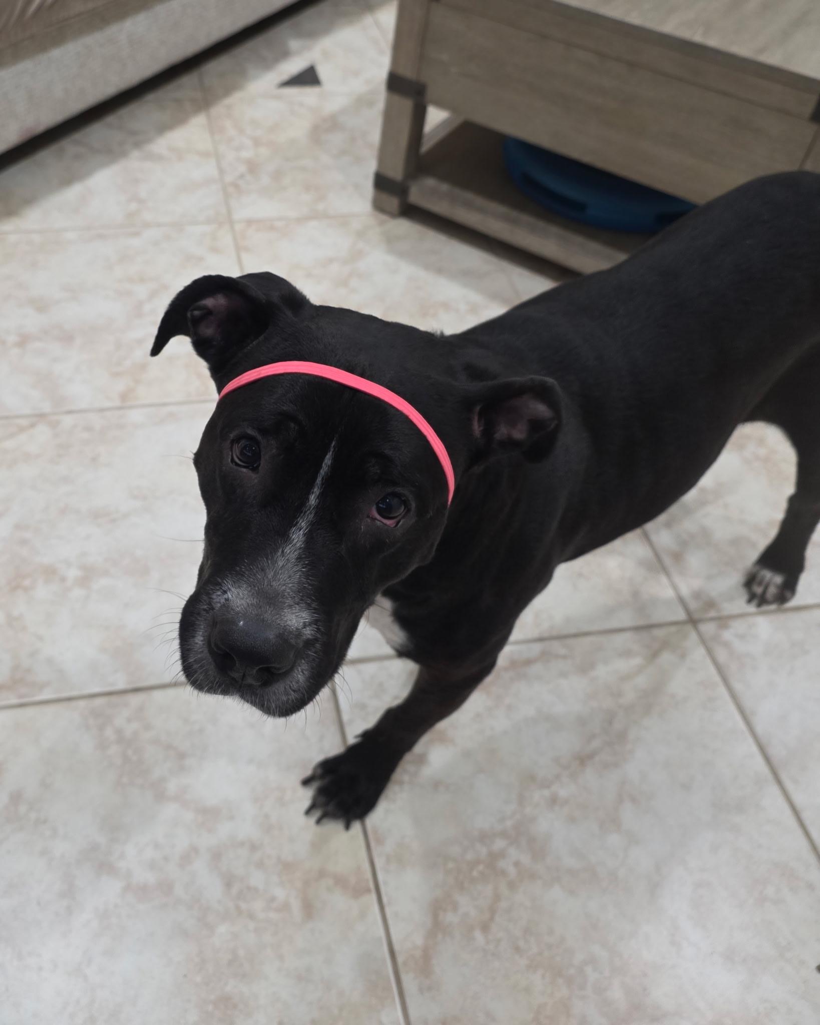 DUCHESS, ADOPTABLE, Young Female Pit Bull Terrier.