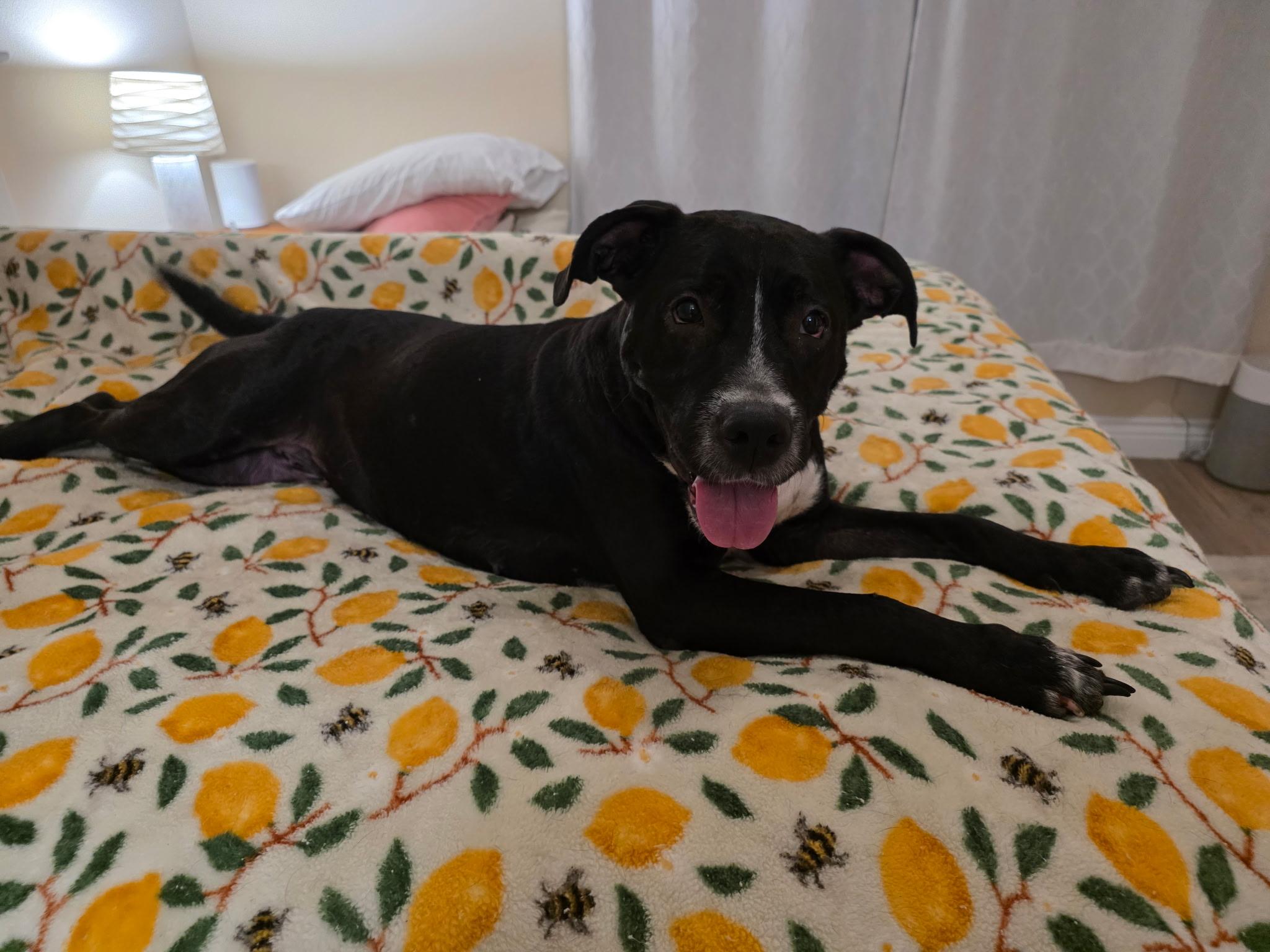 Enlarge DUCHESS, a ADOPTABLE mixed breed in Ft. Meyers, FL image 1/6