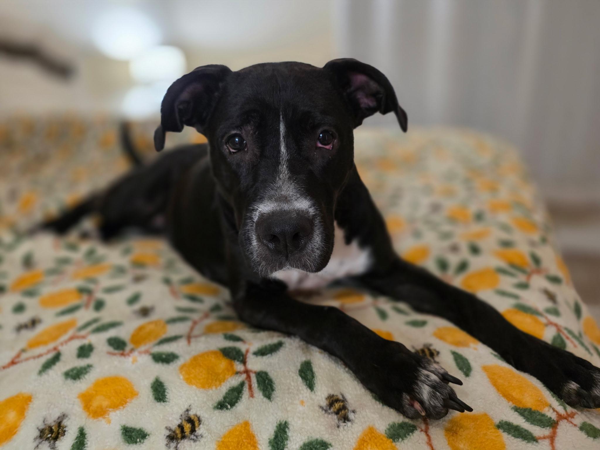 Enlarge DUCHESS, a ADOPTABLE mixed breed in Ft. Meyers, FL image 2/6