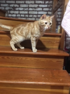 Taco, a Adoptable Domestic Short Hair in Nutley, NJ image 1/6