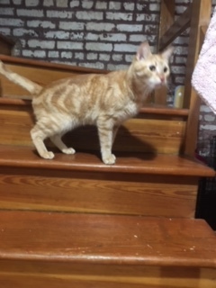 Taco, a Adoptable Domestic Short Hair in Nutley, NJ image 2/6