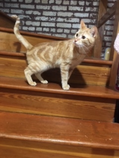 Taco, a Adoptable Domestic Short Hair in Nutley, NJ image 3/6