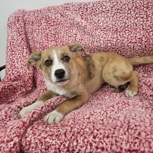 Enlarge Brownie, a ADOPTABLE mixed breed in Grove, OK image 2/2
