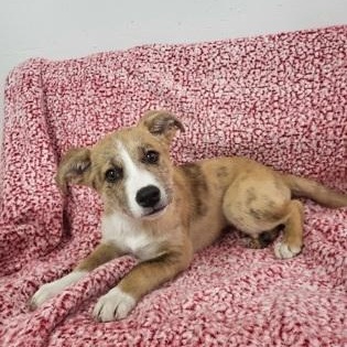Brownie, ADOPTABLE, Young Female Labrador Retriever.