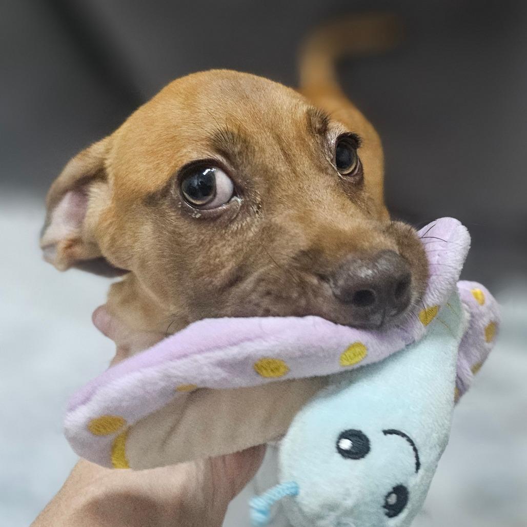 Copper, Adoptable, Young Male Mixed Breed.