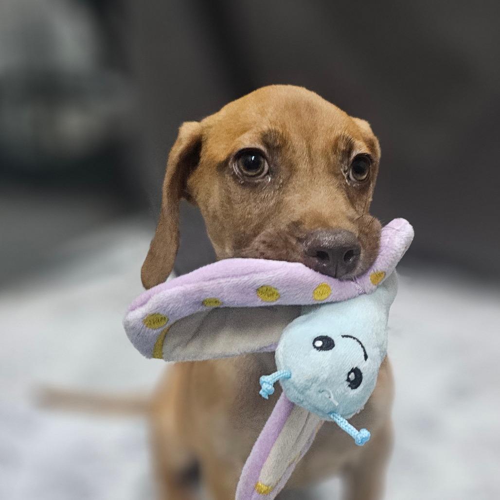 Enlarge Copper, a Adoptable mixed breed in Cleveland, TX image 2/6