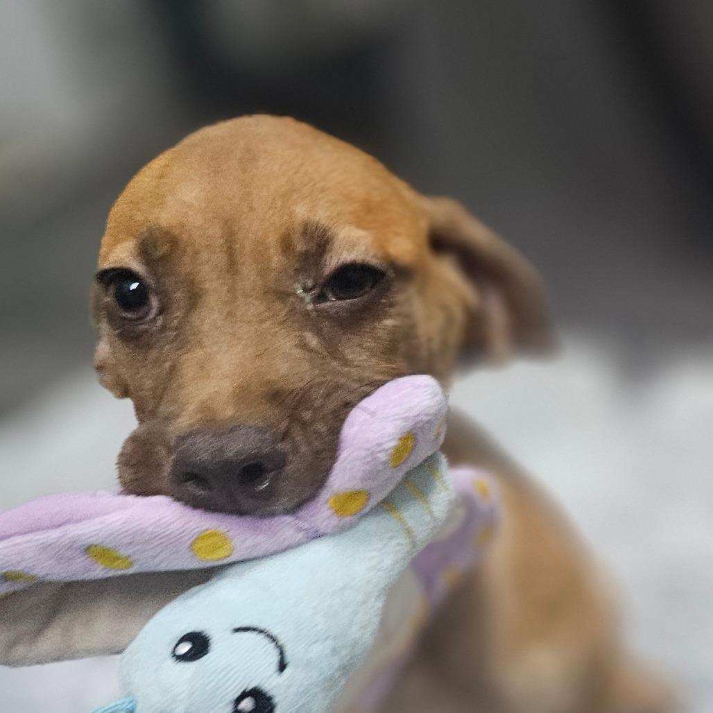 Enlarge Copper, a Adoptable mixed breed in Cleveland, TX image 3/6