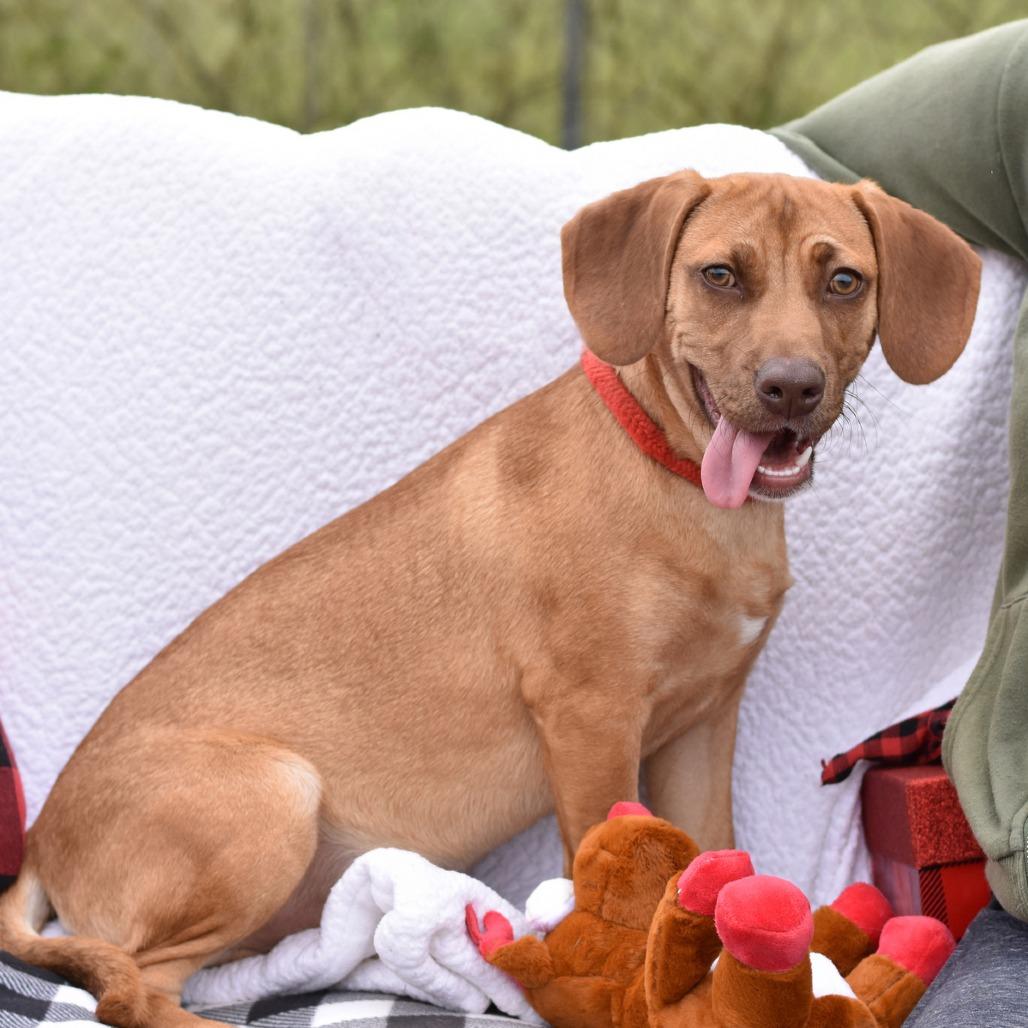 Enlarge Copper, a Adoptable mixed breed in Cleveland, TX image 4/6