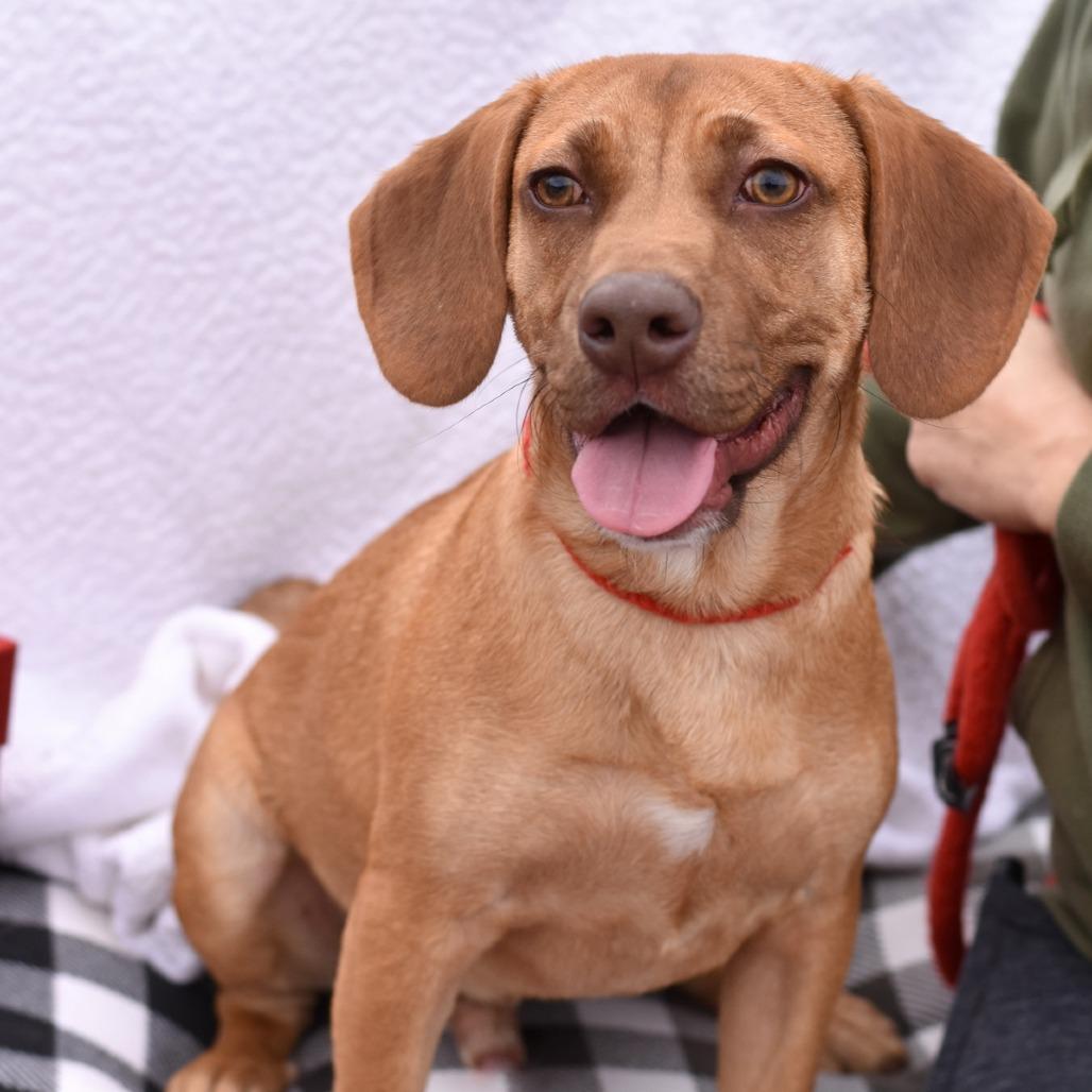 Enlarge Copper, a Adoptable mixed breed in Cleveland, TX image 5/6