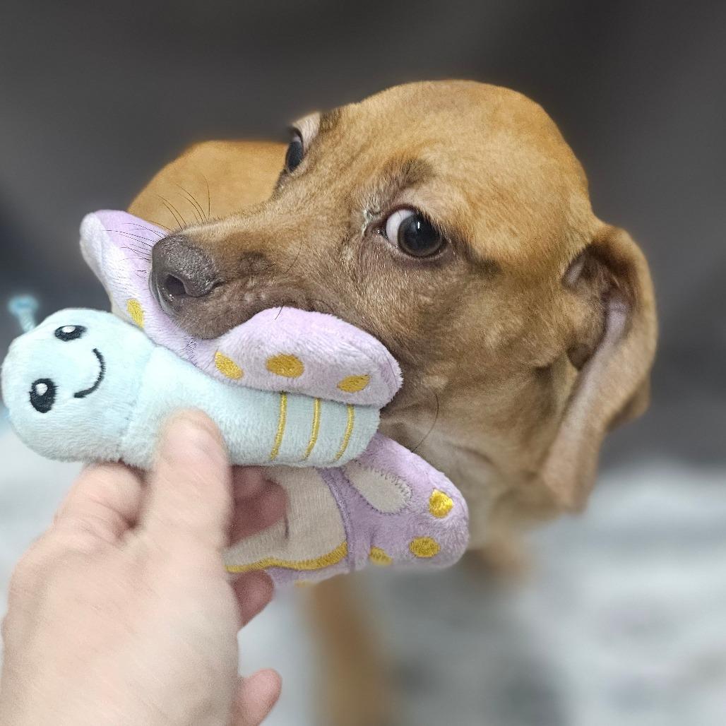 Enlarge Copper, a Adoptable mixed breed in Cleveland, TX image 6/6