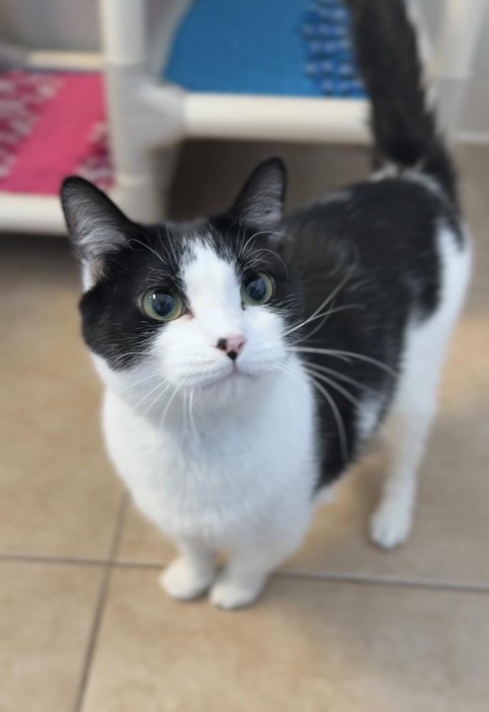 Biscuit, Adoptable, Kitten Female Domestic Short Hair.