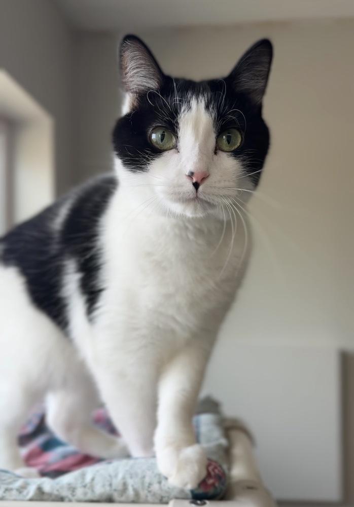 Enlarge Biscuit, a Adoptable Domestic Short Hair in Bemidji, MN image 2/4