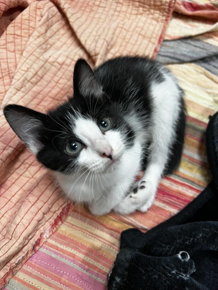 Enlarge Biscuit, a Adoptable Domestic Short Hair in Bemidji, MN image 2/2