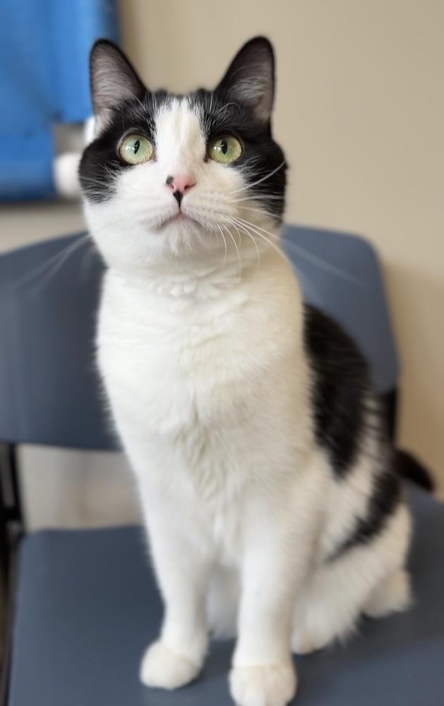 Enlarge Biscuit, a Adoptable Domestic Short Hair in Bemidji, MN image 4/4