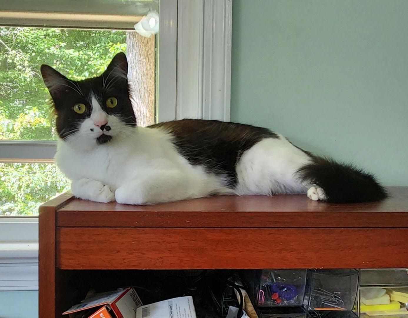 Roo Bonded thumbnail 3